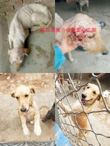 Treatment of more than 500 hairy children in Shaanxi Weinan small animal love home