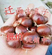 Qianxi chestnut flagship store authentic 5 pounds of fresh chestnut raw fresh large grain ready-to-eat small hair chestnut wild oil chestnut 2