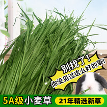  21 Newly harvested new wheatgrass Hay drying natural rabbit Chinchilla Dutch pig forage Gross weight 1kg