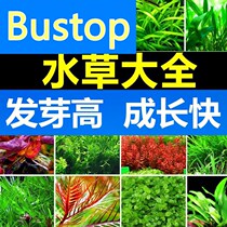 Green plant fish tank decoration simulation in water-grass entry-level oxygenated fresh water four-season fish tank