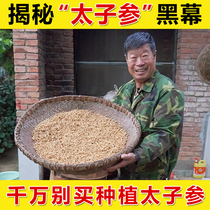 Prince ginseng 250g soup children Chinese herbal medicine natural super wild can do Jianpi soup bag chili ginseng authentic