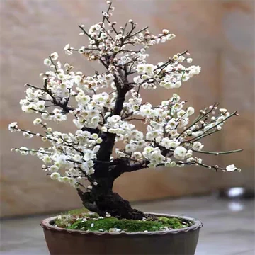 梅花盆景-梅花盆景促销价格、梅花盆景品牌- 淘宝
