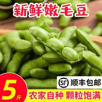 Northern Jiangsu fresh fresh tender bean carob with Shell Raw bean rice commercial big green bean vegetable mung bean clip Shunfeng