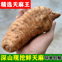Fresh digging special Gastrodia elata Chinese herbal medicine deep mountain Tianma Wang Dongma non Yunnan Gastrodia 500g Full 2kg