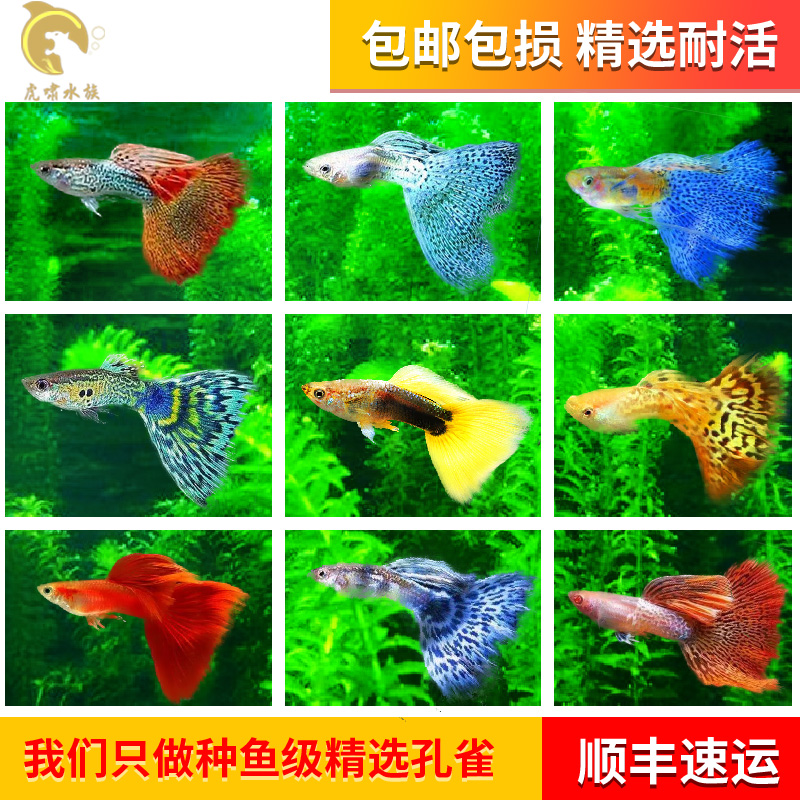 Ornamental fish guppies Small fine tropical fish seedlings Freshwater anchovies Good breeding resistant live mother breeding box feed