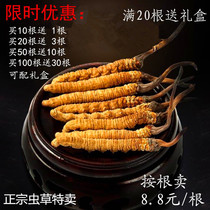 Cordyceps sinensis wild Cordyceps Dry Tonic soup sparkling wine can be equipped with gift box for self-use discount