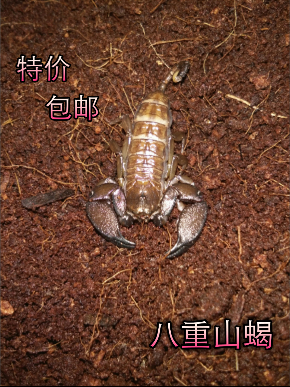 Pet scorpion Living body Yaeyama Scorpion Mini Small scorpion larva adult parthenogenesis living body