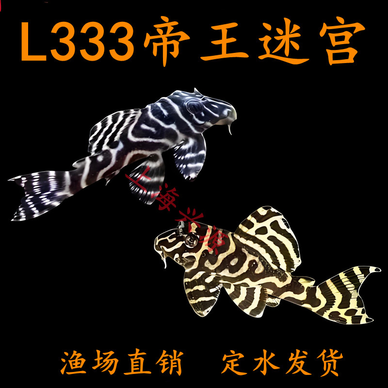 O1CN016Epuci1RZIhkduolk_!!