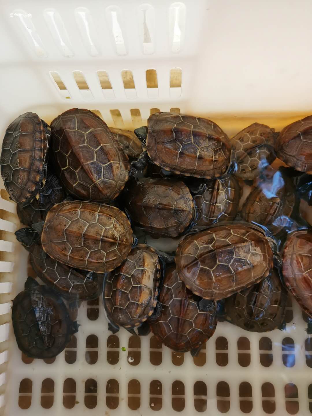 Live make-up price selection turtle-specific hyperlink directly filmed do not ship