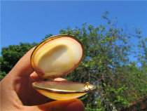 Natural conch shell jewelry box open gilt clam inlay storage box scallop box children creative gift