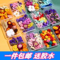Dried flower forever flower Daisy hydrangea mixed material Box manual creative diy kindergarten parent-child homework group building