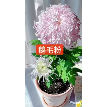 鹅毛粉黛菊苗-鹅毛粉黛菊苗促销价格、鹅毛粉黛菊苗品牌- 淘宝