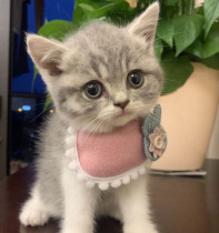 Cute kitten accessories triangle saliva towel pink blue scarf pendant small dog cat bib bib