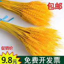 Natural golden wheat ear wheat flower stalk golden barley living room pastoral decoration bouquet decoration dried flower opening gift
