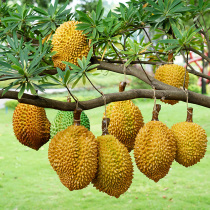 Simulation fake plastic fruit and vegetable durian mangosteen pineapple lemon cantaloupe model decoration decoration for children to play props