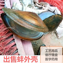 River clam shell decorative shell sheet diy material natural swing disc artifact super large shell fan ornaments industrial teaching supplies