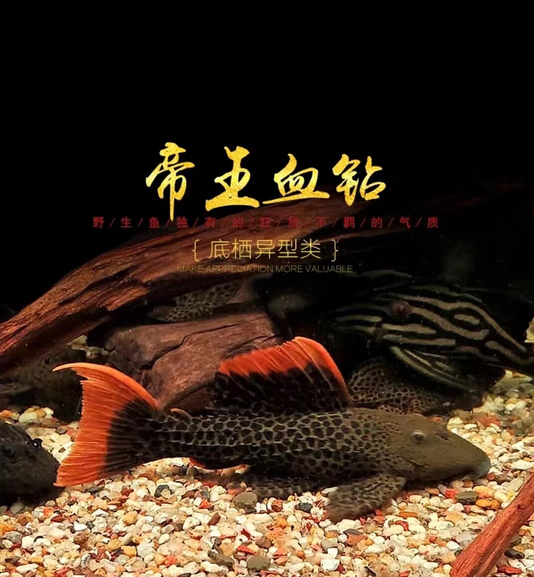 l600鱼-l600鱼促销价格、l600鱼品牌- 淘宝