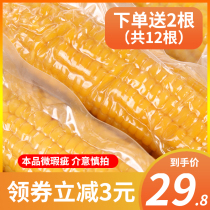 (Place an order to send 2) defective products he long Sweet glutinous corn fresh sticky corn cob vacuum a total of 12