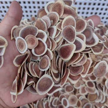 鹿茸片正品切片-鹿茸片正品切片促销价格、鹿茸片正品切片品牌- 淘宝