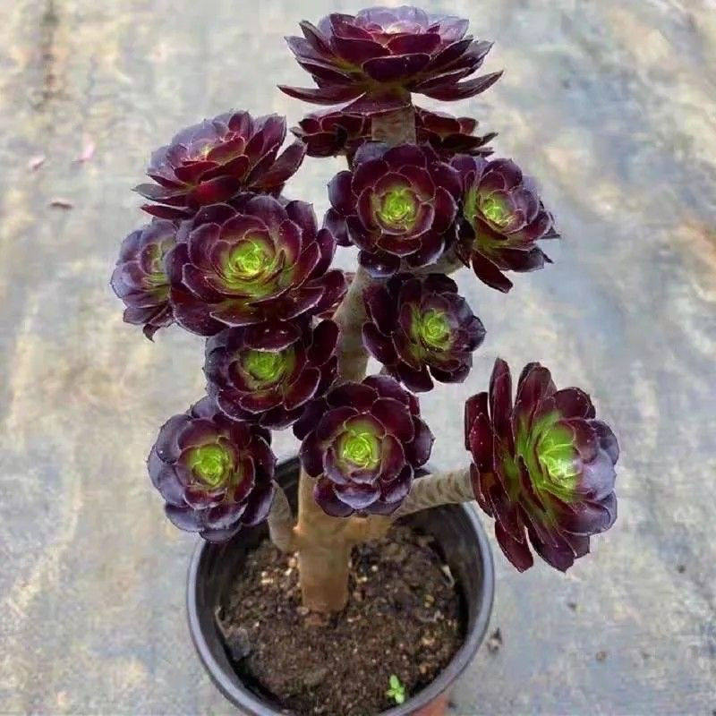 多肉植物 アエオニウム ❤️小葉香炉皿法師缀化❤️23cm!拔き苗！3年生老桩 多肉法师老桩-多肉法师老桩促销价格、多肉法师老桩品牌- 淘宝