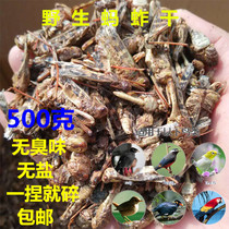 Dried grasshopper Dried grasshopper dried grasshopper dried thrush bird food Indigo chin bird food Homemade bird food raw materials 500 grams (dried)