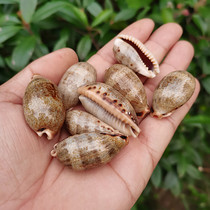 Green forged belt pagoon natural sea snail shell specimen snail fish tank water ethnic building to decorate Mediterranean home collection