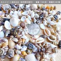 Natural small large shell Conch Starfish Hermit crab Fish tank landscaping decoration Drift bottle material Kindergarten handmade