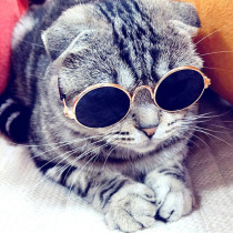 Pet Products Lovely Vintage Round Cat Sunglasses Reflection