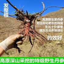 Premium wild purple Salvia Whole root Wild Salvia 500g SF can cut wild Salvia slices Ground Salvia powder