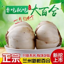(Day specials) Fresh Lily 500g Lanzhou Lily Lanzhou Fresh Lily Lanzhou Fresh Lily