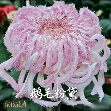 激レア新品予告 雪粉黛　大菊 ピンクorホワイト 菊の花 鹅毛粉黛菊苗-鹅毛粉黛菊苗促销价格、鹅毛粉黛菊苗品牌- 淘宝