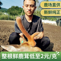 Maple fresh deer antler Jilin whole root first stubble second bar deer antler with blood slice bubble wine material deer farm direct supply