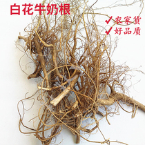 Fujian specialty soup material Nanjing Hakka wild white flower milk root milk root 500g