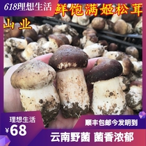 Fresh Ji Pine Furry Class Yunnan Mountain Treasures Two Catties of 1000 Kite Produced Mushrooms Basil Air