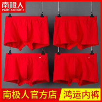  Antarctic man mens year of life underwear mens boxer shorts pure cotton belonging to the year of the ox red newly married big red boxer shorts LM