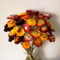 Dried flower daisy colorful daisy straw chrysanthemum small chrysanthemum home decoration Yunnan flower arrangement dried bouquet