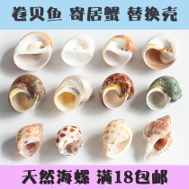 Natural conch shell scallop fish hermit crab special shell fish tank landscaping aquarium decoration platform ornaments