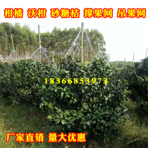 Citrus support fruit net Citrus support fruit net Citrus hanging fruit net Citrus hanging fruit net Fruit tree hanging fruit net Agricultural