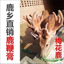 Traditional old deer whip cream high purity male tonic 500g