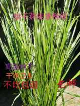 2021 dried special oat hay rabbit ChinChin guinea pig forage grass forage super tender package 500g