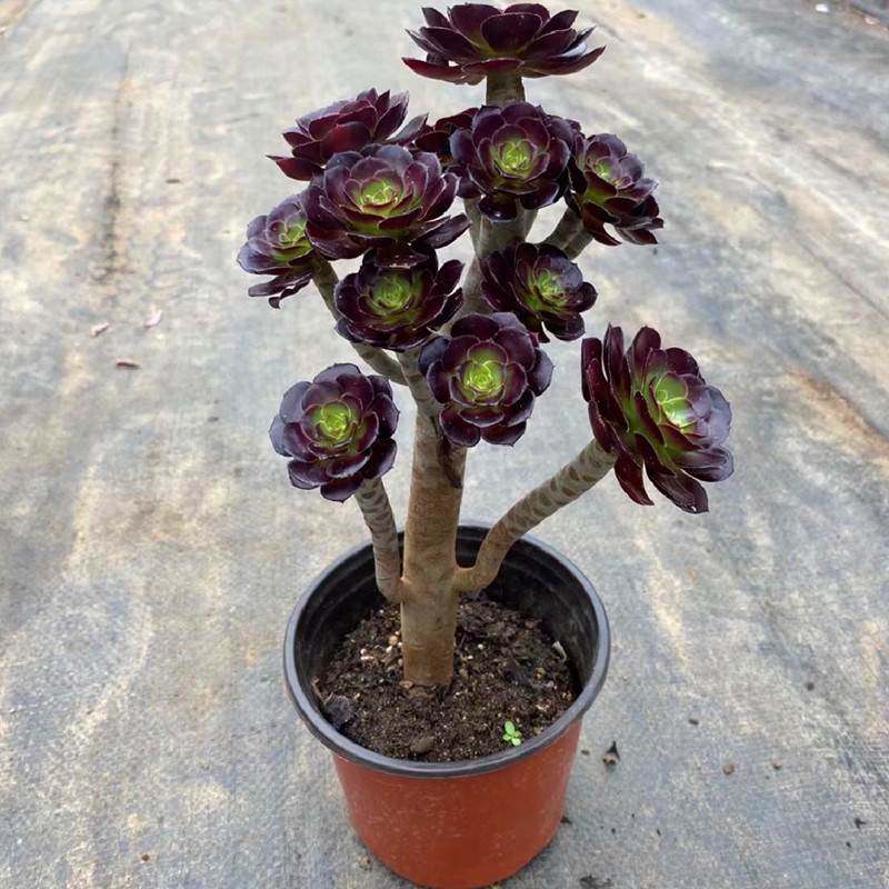 法师多肉植物老桩-法师多肉植物老桩促销价格、法师多肉植物老桩品牌- 淘宝