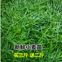 Fresh Wheat Grass Rabbit Dutch Pig Herd Guinea Pigs Fresh Food Great Wheat Grass Animal Nutrition Green Fodder 1 Catty