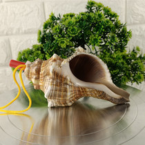 Shell conch extra-large snail childrens toy gift horn whistle Horn can blow shell crafts