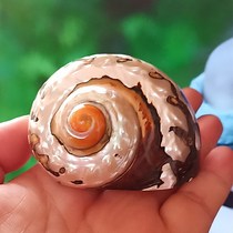 Natural shell conch collection ornaments South African snail hermit crab replacement shell big conch fish tank landscape to send friends