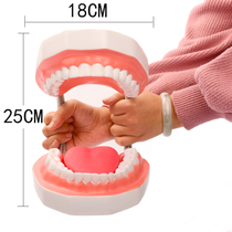 Dental model dentist teaching brush large dentures preparation teeth kindergarten practice Childrens Dental oral ornaments