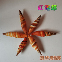 Natural conch shell red pen snail decoration rare specimen snail aquarium landscape