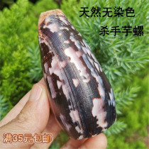 Natural conch shell killer Cono snail brocade Cono snail fish tank aquarium landscape decoration window design