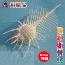 Natural conch shell Venus bone snail witch bone snail creative landscape Mediterranean style floor decoration ornaments