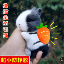 Pygmy Rabbit Traction Rope Prevents Free Slippy Rabbit Special Clothes Out Adjustable Pet Dragon Cat Dutch Pig