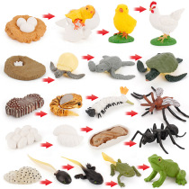 Cross-border new surprise animal model simulation frog hen tortoise mosquito growth cycle blind box toy